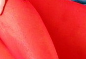 /img56/08uep05-01.jpg